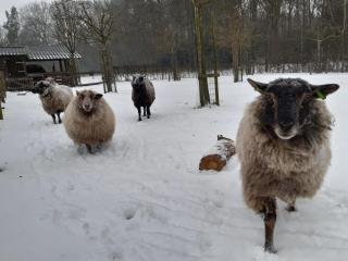 Hoeve Op Vollenhof - Wezep - 1