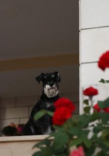 Apartments Emilija - 6