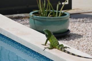 Villa de Mango - Fontein - 2