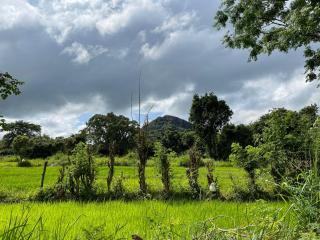 Thilina Homestay - Sigiriya - 9