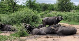 Motlala Game Lodge - Hoedspruit - 6