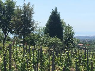 Alberto's Mt.Etna B&B - Zafferana Etnea - 4