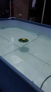 Tinys Stayover - 6