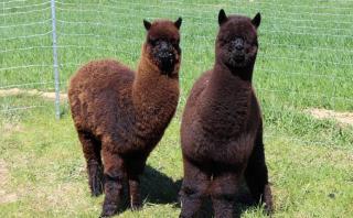 Ferienhof Schlag - 4