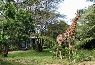 The Grand Luxury Safari Villa - 1