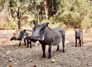 The Grand Luxury Safari Villa - 2