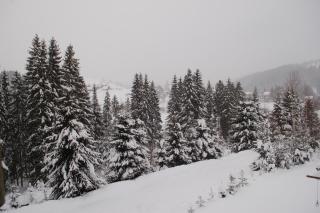 GUTSULWOOD - Yablunytsya - 5