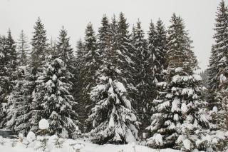 GUTSULWOOD - Yablunytsya - 4