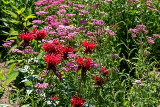 B&B De Hemelse Polder - Sint-Laureins - 4
