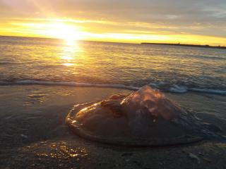 Sunflower Room - Eforie Nord - 5