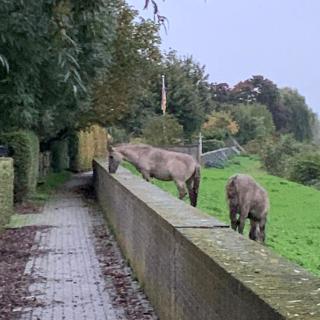 Hoeve op de Meer - Maastricht - 2