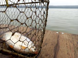Bora kuće na reci - Belgrad - 1