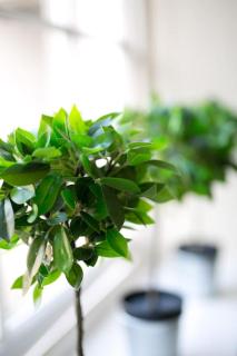 Auldhame House East Wing, Seacliff - 3