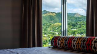 Royal Delonix - 7