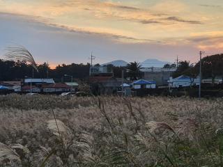 새야새야펜션 - Jeju - 8