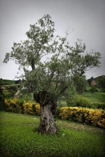 Posada La Solana Santillana del Mar - 1