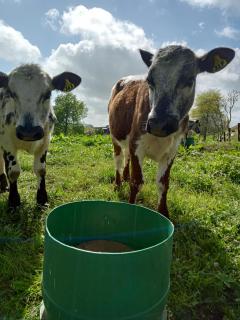 Karamu Homestead - 0