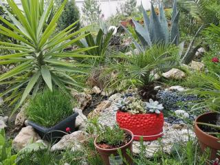 Dream Resort (Adults only 14+) - 6