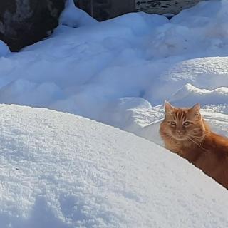 Esprit Nature Rêve d'étoiles - 4