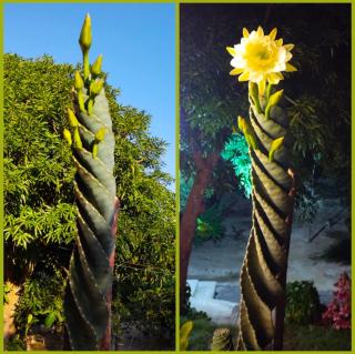 MIVALS - Santa Marta - 4