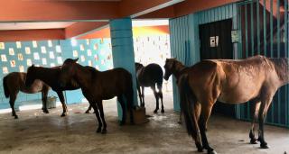 Esperanza Inn Guesthouse - Vieques - 3