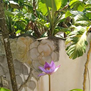 Casa Maria - Mirissa - 6