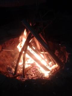 Pine Wood - Kotgarh - 2