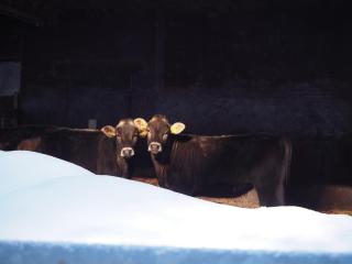 Haus Luise - Schruns - 2
