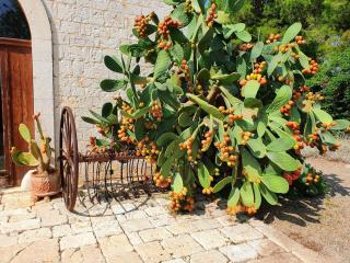 Masseria Agrituristica Lama San Giorgio - 7