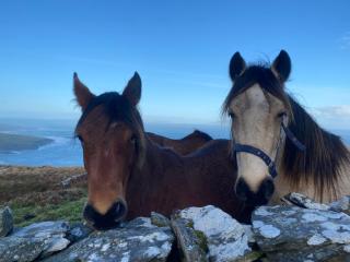 Seaside Cottage - Valentia Island - 4