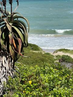 4 Zwaan - Jeffreys Bay - 4