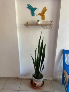 Hotel Casa Ceci Inn - San José del Cabo - 1