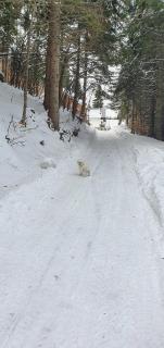 Vila Leni Kopaonik - 4