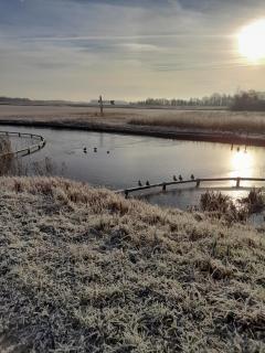 Wuivend Riet gelegen op Resort Venetie - Giethoorn - 7