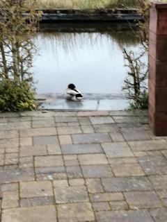 Wuivend Riet gelegen op Resort Venetie - Giethoorn - 6