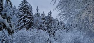 Зарінок карпат - 6