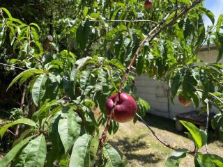 Apollo bay Holiday House - 6