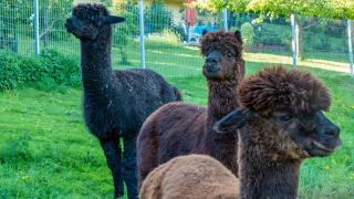 Haus Alpaka - Bad König - 7