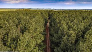 Pinos de la Quebrada - 2