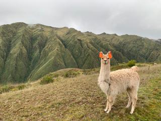 ALPACA LODGE & EXPLORATIONS - 1