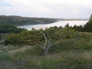 Skibstedborg - naturhytte i Thy - 7