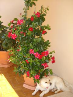 Il Giardino di Mary - Rieti - 2