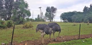 Sema River Lodge - 2