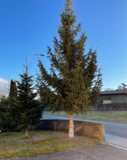 El's Guesthouse - Bannwil - 1