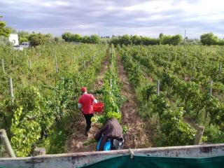 Boutique Vineyard and Wine Lodge - Maipú - 7