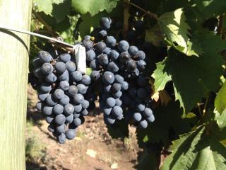 Boutique Vineyard and Wine Lodge - 5