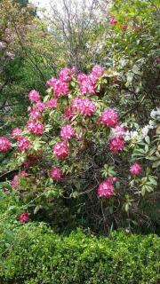 Dowling Cottage - tranquil haven in Blackheath - 6