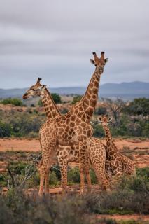 Royal Karoo Safari Lodge - Steytlerville - 7