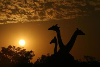 Nungubane Game Lodge - Welgevonden Game Reserve - 7
