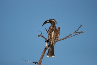 Nungubane Game Lodge - Welgevonden Game Reserve - 5